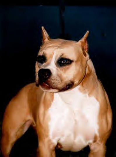 http://cdn.pedigreedatabase.com/american_staffordshire_terrier/pictures/1580354.jpg