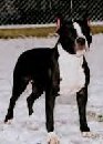 http://cdn.pedigreedatabase.com/american_staffordshire_terrier/pictures/1580835.jpg