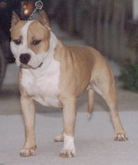http://cdn.pedigreedatabase.com/american_staffordshire_terrier/pictures/789384.jpg