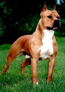 http://cdn.pedigreedatabase.com/american_staffordshire_terrier/pictures/855437.jpg