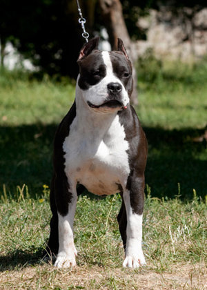 http://cdn.pedigreedatabase.com/american_staffordshire_terrier/pictures/916675.jpg