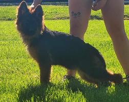 Long coat puppies for sale