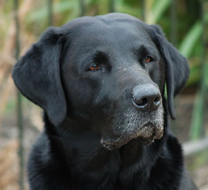 Female Black Labrador