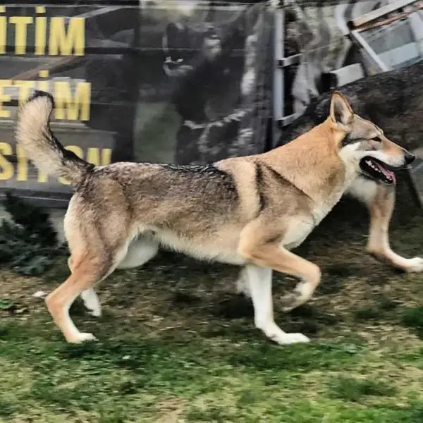 Mila Black Sea Wolfdog