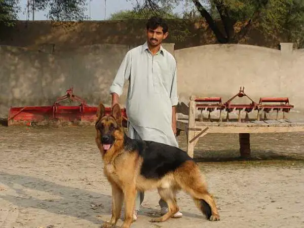 Pakistan Dogs