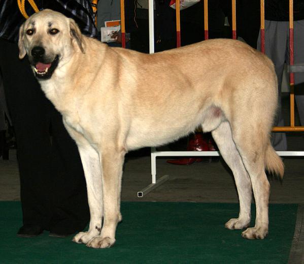 Central Anatolian Shepherd Dog