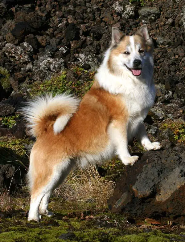 Icelandic Sheepdog