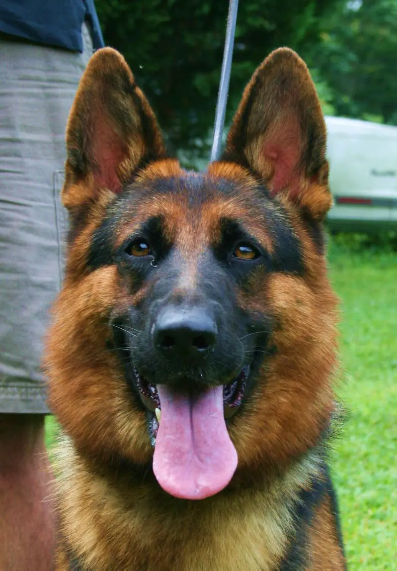 German Shepherd Dog Face