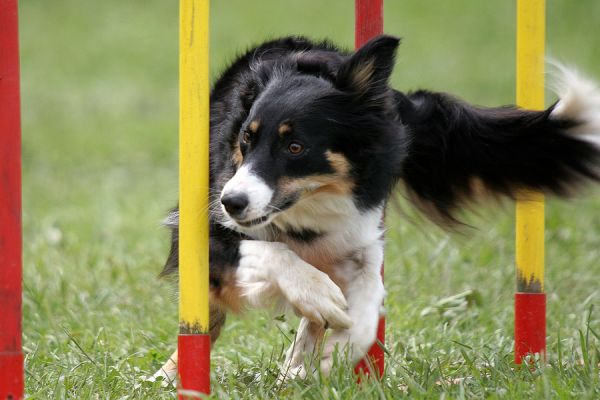 An Introduction to Agility