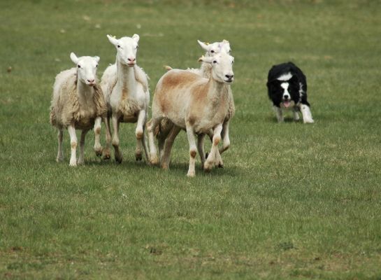 An Introduction to Herding