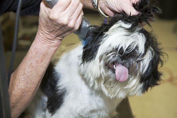 General Grooming of Dogs