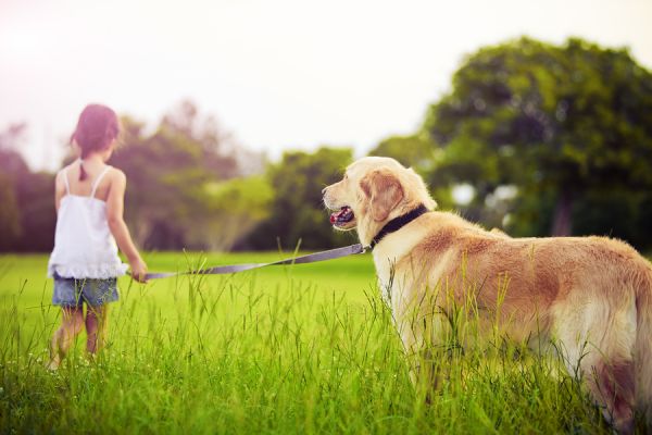 The Life Expectancy of Your Dog