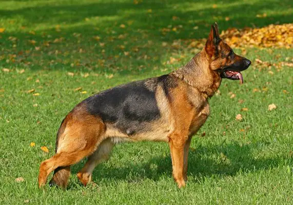 Training the German Shepherd Dog for the Show Ring