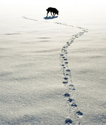 Starting Your Dog in Tracking